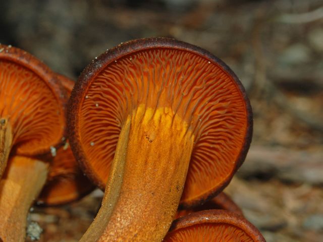 Un bel gruppo di funghetti (Omphalotus olearius)